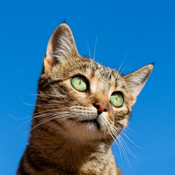 猫咪寄养环境选择指南